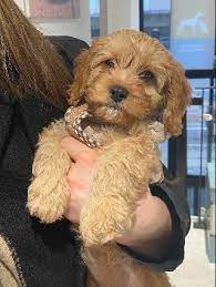 Reservations including any part of christmas eve, or christmas day have a minimum reservation fee requirement. Dog Boarding In Copenhagen With Best Prices On Petbacker