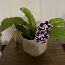 Image result for Streptocarpus