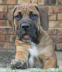 South African Boerboel Puppy African Boerboel South African Boerboel Boerboel