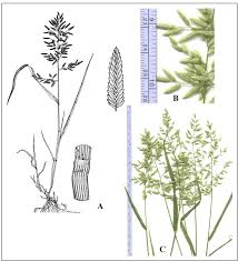Image result for Eragrostis cilianensis