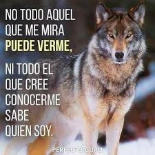 Pin De Gloria Vera En Lobo Herido Frases Sabias Frases Motivadoras Dichos Y Frases