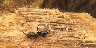 How to get rid of sugar ants in bathroom. How To Get Rid Of Carpenter Ants Best Ways To Kill Carpenter Ants