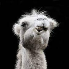 Send me pics/vids of anime boy feet too. Camel Facts For Kids Camel Information All About Camel