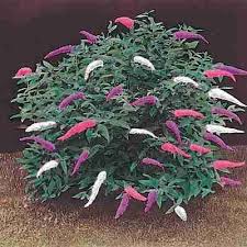 Check spelling or type a new query. Butterfly Bush For Hummingbirds Attract Hummingbirds And Butterflies