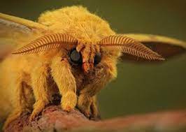 سبحان الله صور عجيبة وغريبة لحشرات صغيرة عن قرب عالم الصور bizarre animals weird animals funny looking animals
