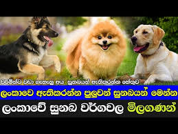 Maybe you would like to learn more about one of these? Is The Rottweiler Legal In Germany 2021 The Dog Visitor