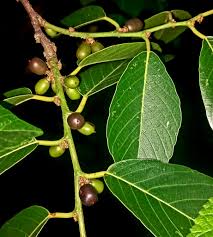 Image result for Bridelia micrantha