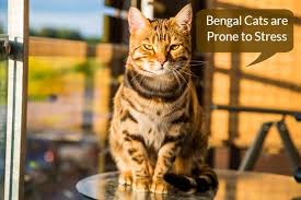 Kneading (also referred to as making biscuits or the cha cha) is an activity common to all domestic cats whereby, when in a state of ease, they alternately push out and pull in their front paws, often alternating between right and left limbs. Why Do Bengal Cats Pant