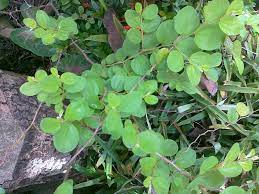 Pokok bidara atau nama saintifiknya ziziphus jujuba (sinonim: 30 Manfaat Dan Khasiat Daun Bidara Untuk Kesehatan Khasiat