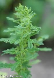 Image result for Dysphania schraderiana