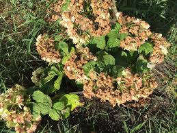 So water them deeply when the topsoil looks dry. Too Much Sun Or Not Enough Water