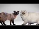 Siamese | breed of cat | Britannica