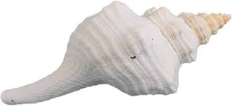 The horse conch, also called the giant band shell, was chosen as the official state shell of florida in 1969. Amazon Com Mexican Horse Conch Shell 10 11 1362 1011 L25 Musical Instruments
