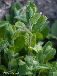 Image result for Xerophyta suaveolens