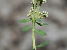 Image result for Corrigiola