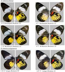 Image result for Ottelia kunenensis