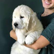 The current median price for all golden retrievers sold is $995.00. River Valley English Cream Golden Retrievers Home Facebook