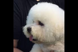 Black Bichon Frise Puppy For Sale Lone Star Bichons Has Bichon Frise Puppies For Sale In Spring Tx On Akc Puppyfinder Bichon Frise Puppy Bichon Puppies For Sale