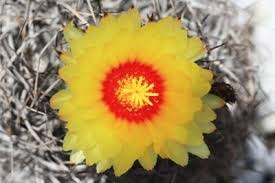 Learn about goat horns and whether to raise goats with horns or without. Goats Horn Cactus Astrophytum Capricorne