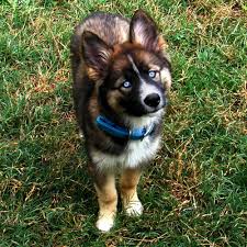 She was very great with them and only tried to bite them when she wanted some alone time. Google Image Result For Http Static1 Fjcdn Com Comments Try 2bgoogling 2bthe 2bexact 2bwords Border Collie Husky Mix Golden Retriever Husky Mix Border Collie