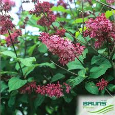 Image result for Syringa prestoniae