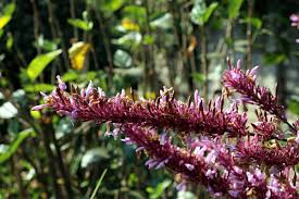 Image result for Odontonema callistachyum