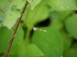 Image result for Teramnus