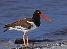 Birds Of Cape Cod American Oystercatcher Cape Cod San Carlos American Coastal Birds