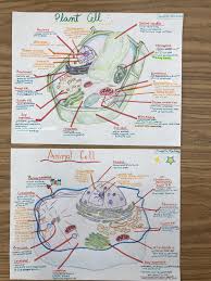 Plant Cell And Animal Cell Drawing In Color Animal Cell Drawing Plant Cell Animal Cell