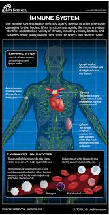 Click here to download a free human skeleton diagram. Human Immune System Diagram How It Works Live Science