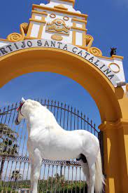 Maybe you would like to learn more about one of these? Caballos De Pura Raza Espanola Granada Espana Frases De Caballos Caballos Pre Caballos Y Perros