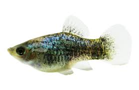 Image result for Platycaulos