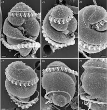 Image result for Pouchetia