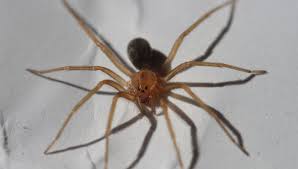 La araña violinista se alimenta de otros animales como las moscas: Asi Es La Arana Violinista Que Hacer Si Te Pica Y Como Reconocer A Uno De Los Insectos Mas Peligrosos Del Mundo