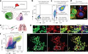 Metastatic Niche Labelling Reveals Parenchymal Cells With