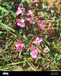 Image result for Dicerocaryum eriocarpum