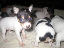 Toy fox terrier health, which includes my advice on feeding, vaccinations, and health care. Toy Fox Terrier Vs Boston Terrier Breed Comparison