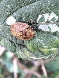 Image result for Triumfetta welwitschii