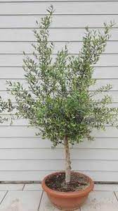 We did not find results for: Olive Trees Old Olive Trees Online Olea Europea For Sale Uk