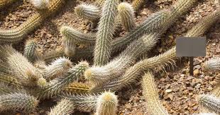 En la imaginación de muchas personas que nunca han estado en los cactus crecen en un clima caliente, donde nunca hay invierno. El Diablo Rastrero El Cactus Que Se Arrastra Por El Desierto Mexico Ruta 33