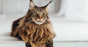 The maine coon is a large domesticated cat breed. Maine Coon Cat Information Center A Guide To The Giant Cat Breed