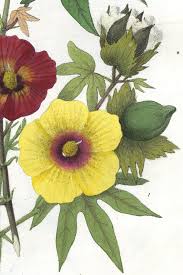 Image result for Gossypium