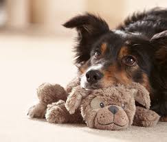Weitere ideen zu kuscheltier hund, süße tiere, tiere. Einfach Niedlich Hunde Kuschelhund Mit Quietschfunktion Fur 8 95 Bei Tchibo Animal Planet Cute Animals Baby Animals