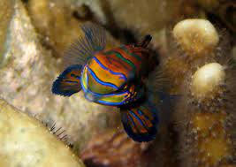 Mandarinfish (Synchiropus splendidus) - Marine Life - Liveaboard Diving