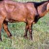 Ciri fisik kambing kacang ini, telinganya pendek, tampak samping bentuk mukanya lurus dan bentuk. 1