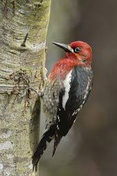Birds Of Western Washington In 2020