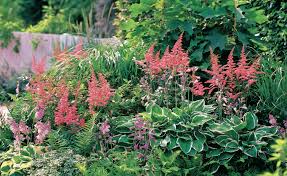 Für einen sonnigen vorgarten geeignet? Wer Die Richtigen Pflanzen Wahlt Kann Im Schatten Uppige Beete Gestalten Die Gerade Im Hochsommer Viel Zu Bieten Haben Hier Schattenpflanzen Pflanzen Garten