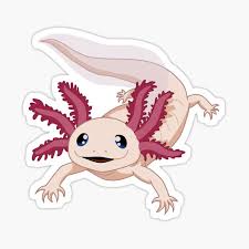 Facebook is showing information to help you better understand the purpose of a page. Axolotl Colors Gifts Merchandise Redbubble