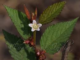 Image result for Melochia