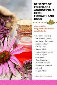 Pin On Herbs For Pets